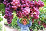敦煌市15万亩葡萄陆续成熟上市