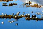 肃北盐池湾国家级自然保护区被列入全球雪豹保护计划